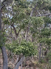 Acacia koa