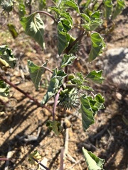 Datura