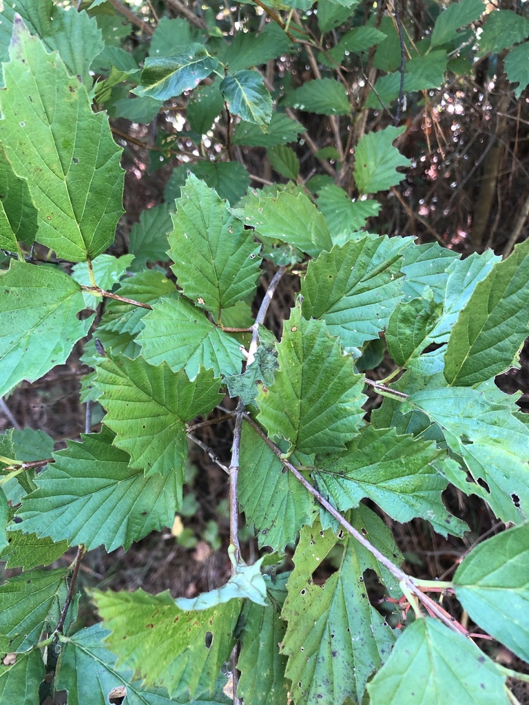 Alabama Arrowwood from Little River Canyon National Preserve, Fort ...