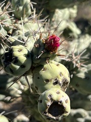 Cylindropuntia cholla