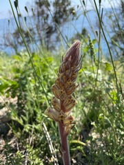 Orobanche laxissima