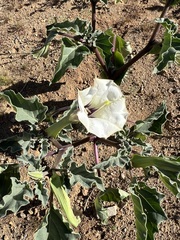 Datura