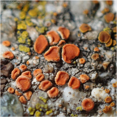 Xanthorioideae