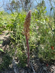 Orobanche laxissima