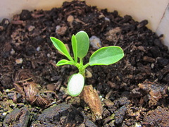 Trifolium polyphyllum