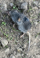 Sorex trowbridgii