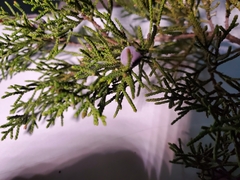 Juniperus ashei
