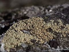 Lecanora soralifera