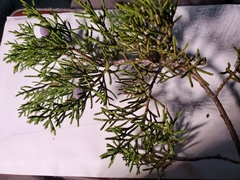 Juniperus ashei