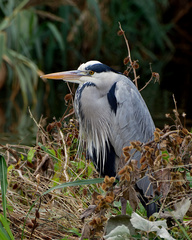 Ardea cinerea