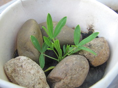 Trifolium polyphyllum