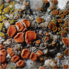 Xanthorioideae