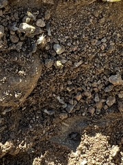Termitinae