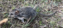 Peromyscus truei