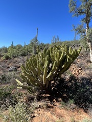 Myrtillocactus cochal
