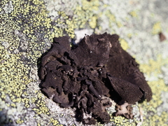 Umbilicaria hirsuta