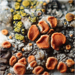 Xanthorioideae