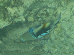 Rhinecanthus aculeatus