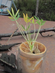 Trifolium polyphyllum
