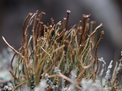 Cladonia gracilis