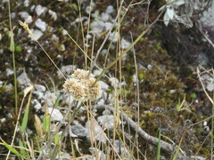 Baccharis genistelloides