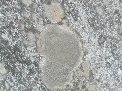 Lecanora campestris