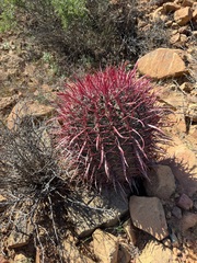 Ferocactus gracilis