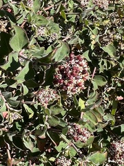 Euphorbia tomentulosa