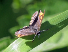 Lycaena helle