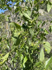Celtis planchoniana