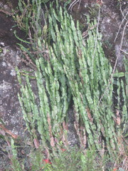 Baccharis genistelloides