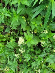 Galium × pomeranicum