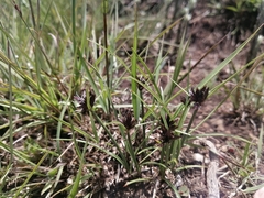 Cyperus semitrifidus