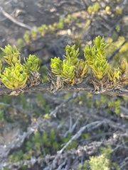 Coprosma ernodeoides