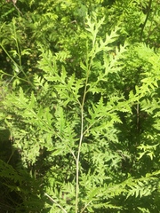Pteris macilenta