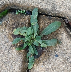 Reichardia picroides