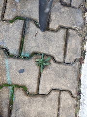 Reichardia picroides