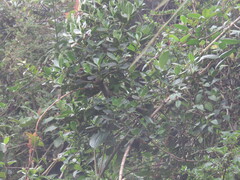 Muehlenbeckia tamnifolia