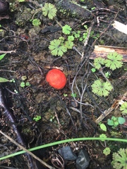 Leratiomyces erythrocephalus