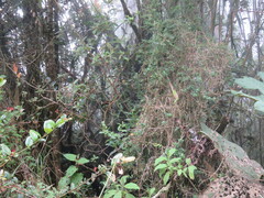 Muehlenbeckia tamnifolia