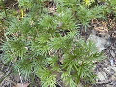 Paeonia tenuifolia
