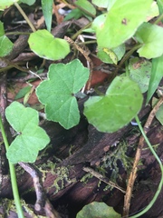 Hydrocotyle bowlesioides