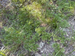 Paeonia tenuifolia