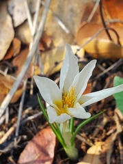 Crocus hyemalis