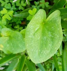 Arisarum