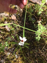 Sisyrinchium micranthum