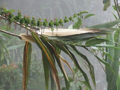 Agave cordillerensis