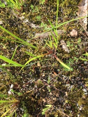 Sisyrinchium micranthum