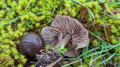 Entoloma vindobonense