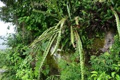 Disocactus speciosus